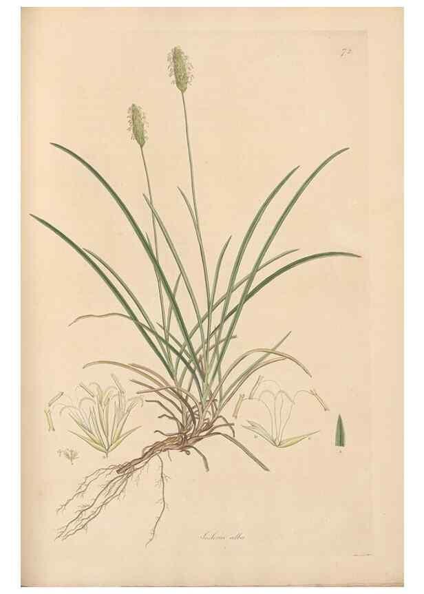 Reproducción/Reproduction 49557031112: Flora Graeca, sive, Plantarum rariorum historia, quas in provinciis aut insulis Graeciae /. Londini :Typis Richardi Taylor et socii, in Vico Shoe-Lane :MDCCCVI-MDCCCXL [1806-1840].. 