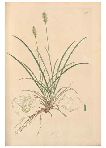 Reproducción/Reproduction 49557031112: Flora Graeca, sive, Plantarum rariorum historia, quas in provinciis aut insulis Graeciae /. Londini :Typis Richardi Taylor et socii, in Vico Shoe-Lane :MDCCCVI-MDCCCXL [1806-1840].. 