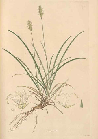 Reproducción/Reproduction 49557031112: Flora Graeca, sive, Plantarum rariorum historia, quas in provinciis aut insulis Graeciae /. Londini :Typis Richardi Taylor et socii, in Vico Shoe-Lane :MDCCCVI-MDCCCXL [1806-1840].. 