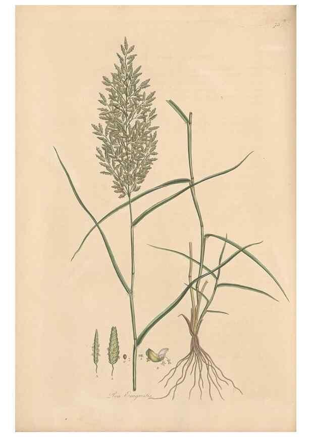 Reproducción/Reproduction 49556793901: Flora Graeca, sive, Plantarum rariorum historia, quas in provinciis aut insulis Graeciae /. Londini :Typis Richardi Taylor et socii, in Vico Shoe-Lane :MDCCCVI-MDCCCXL [1806-1840].. 