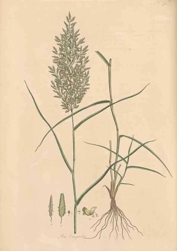 Reproducción/Reproduction 49556793901: Flora Graeca, sive, Plantarum rariorum historia, quas in provinciis aut insulis Graeciae /. Londini :Typis Richardi Taylor et socii, in Vico Shoe-Lane :MDCCCVI-MDCCCXL [1806-1840].. 