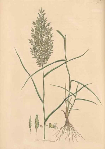 Reproducción/Reproduction 49556793901: Flora Graeca, sive, Plantarum rariorum historia, quas in provinciis aut insulis Graeciae /. Londini :Typis Richardi Taylor et socii, in Vico Shoe-Lane :MDCCCVI-MDCCCXL [1806-1840].. 