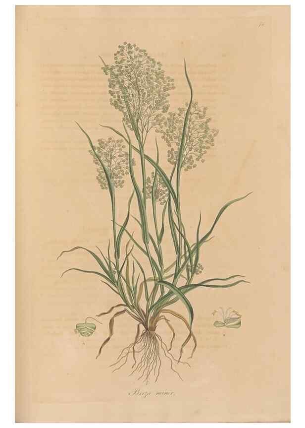 Reproducción/Reproduction 49556794271: Flora Graeca, sive, Plantarum rariorum historia, quas in provinciis aut insulis Graeciae /. Londini :Typis Richardi Taylor et socii, in Vico Shoe-Lane :MDCCCVI-MDCCCXL [1806-1840].. 
