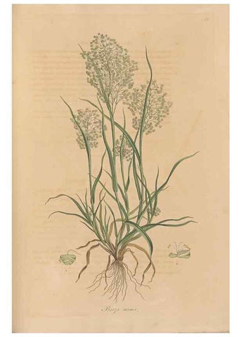 Reproducción/Reproduction 49556794271: Flora Graeca, sive, Plantarum rariorum historia, quas in provinciis aut insulis Graeciae /. Londini :Typis Richardi Taylor et socii, in Vico Shoe-Lane :MDCCCVI-MDCCCXL [1806-1840].. 