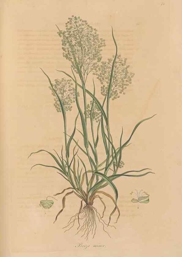 Reproducción/Reproduction 49556794271: Flora Graeca, sive, Plantarum rariorum historia, quas in provinciis aut insulis Graeciae /. Londini :Typis Richardi Taylor et socii, in Vico Shoe-Lane :MDCCCVI-MDCCCXL [1806-1840].. 