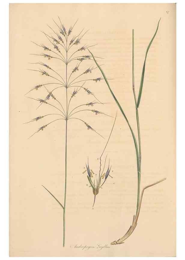 Reproducción/Reproduction 49557029492: Flora Graeca, sive, Plantarum rariorum historia, quas in provinciis aut insulis Graeciae /. Londini :Typis Richardi Taylor et socii, in Vico Shoe-Lane :MDCCCVI-MDCCCXL [1806-1840].. 