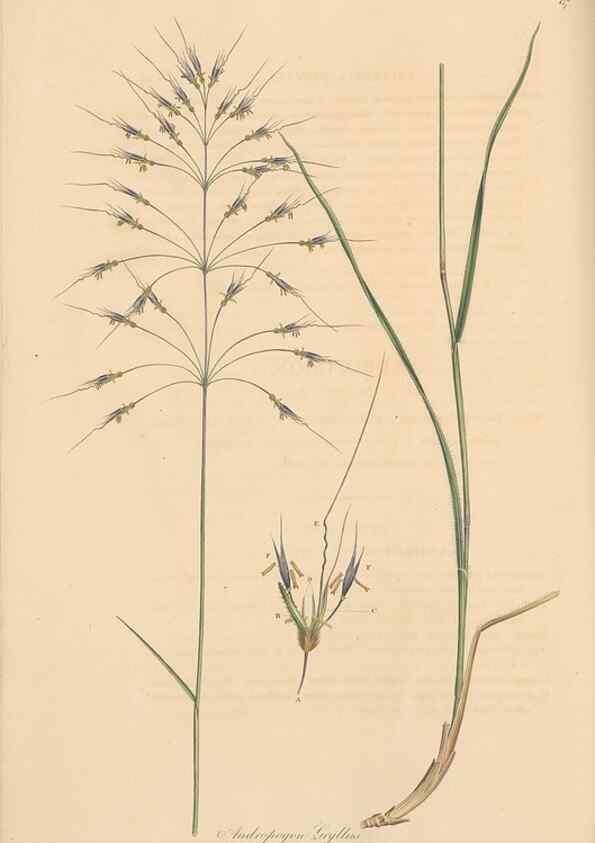 Reproducción/Reproduction 49557029492: Flora Graeca, sive, Plantarum rariorum historia, quas in provinciis aut insulis Graeciae /. Londini :Typis Richardi Taylor et socii, in Vico Shoe-Lane :MDCCCVI-MDCCCXL [1806-1840].. 