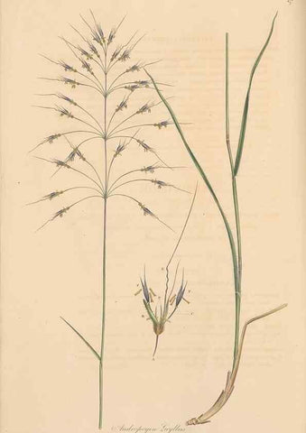 Reproducción/Reproduction 49557029492: Flora Graeca, sive, Plantarum rariorum historia, quas in provinciis aut insulis Graeciae /. Londini :Typis Richardi Taylor et socii, in Vico Shoe-Lane :MDCCCVI-MDCCCXL [1806-1840].. 