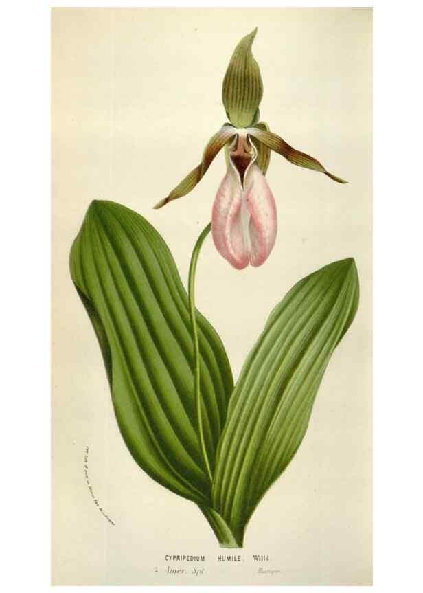 Reproducción/Reproduction 49584292827: Flore des serres et des jardins de l'Europe. A Gand :chez Louis van Houtte, eÌditeur,1845-1880.. 