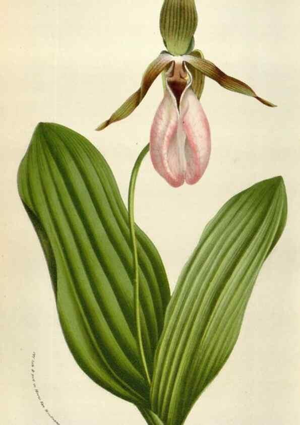 Reproducción/Reproduction 49584292827: Flore des serres et des jardins de l'Europe. A Gand :chez Louis van Houtte, eÌditeur,1845-1880.. 