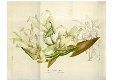 Reproducción/Reproduction 49583562138: Flore des serres et des jardins de l'Europe. A Gand :chez Louis van Houtte, eÌditeur,1845-1880.. 