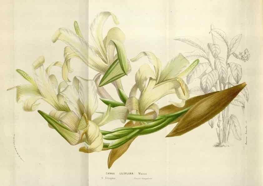 Reproducción/Reproduction 49583562138: Flore des serres et des jardins de l'Europe. A Gand :chez Louis van Houtte, eÌditeur,1845-1880.. 