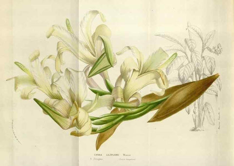 Reproducción/Reproduction 49583562138: Flore des serres et des jardins de l'Europe. A Gand :chez Louis van Houtte, eÌditeur,1845-1880.. 