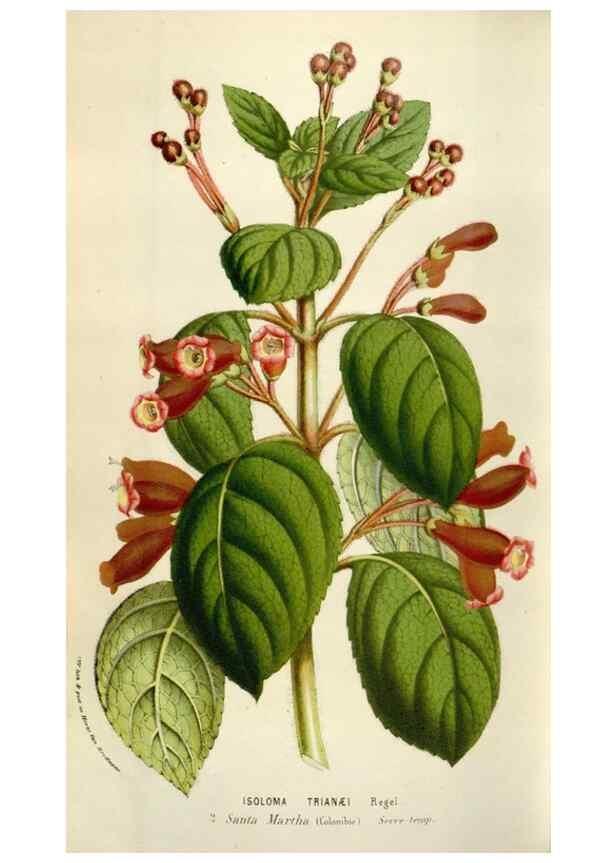 Reproducción/Reproduction 49584293607: Flore des serres et des jardins de l'Europe. A Gand :chez Louis van Houtte, eÌditeur,1845-1880.. 