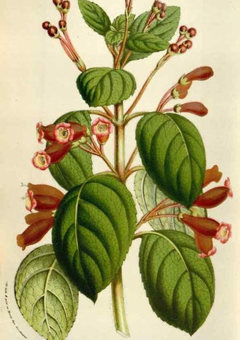 Reproducción/Reproduction 49584293607: Flore des serres et des jardins de l'Europe. A Gand :chez Louis van Houtte, eÌditeur,1845-1880.. 