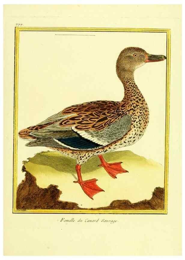 Reproducción/Reproduction 49640419692: Planches enluminées d'histoire naturelle. Paris? :s.n.,1765-1783?. 