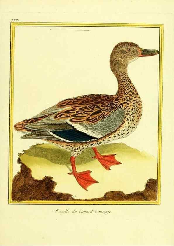 Reproducción/Reproduction 49640419692: Planches enluminées d'histoire naturelle. Paris? :s.n.,1765-1783?. 