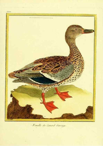 Reproducción/Reproduction 49640419692: Planches enluminées d'histoire naturelle. Paris? :s.n.,1765-1783?. 