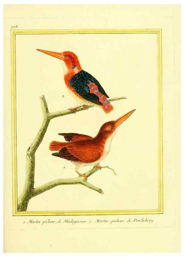 Reproducción/Reproduction 49640147391: Planches enluminées d'histoire naturelle. Paris? :s.n.,1765-1783?. 
