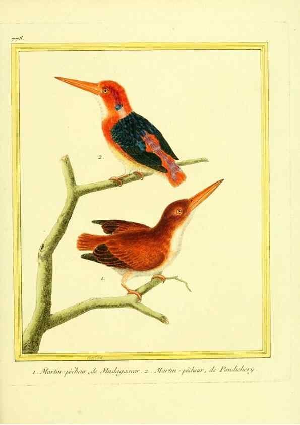 Reproducción/Reproduction 49640147391: Planches enluminées d'histoire naturelle. Paris? :s.n.,1765-1783?. 