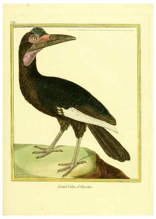 Reproducción/Reproduction 49639624098: Planches enluminées d'histoire naturelle. Paris? :s.n.,1765-1783?. 