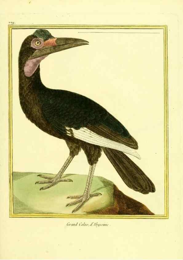 Reproducción/Reproduction 49639624098: Planches enluminées d'histoire naturelle. Paris? :s.n.,1765-1783?. 