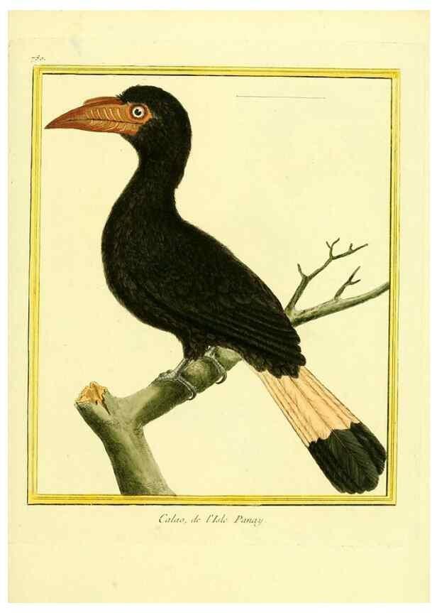 Reproducción/Reproduction 49639624438: Planches enluminées d'histoire naturelle. Paris? :s.n.,1765-1783?. 