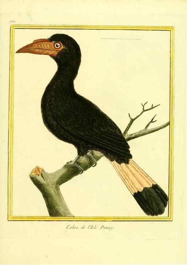 Reproducción/Reproduction 49639624438: Planches enluminées d'histoire naturelle. Paris? :s.n.,1765-1783?. 