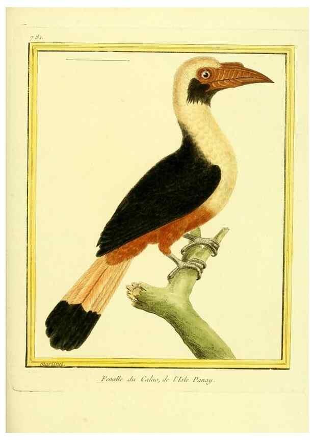Reproducción/Reproduction 49640421087: Planches enluminées d'histoire naturelle. Paris? :s.n.,1765-1783?. 