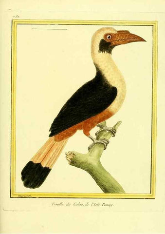Reproducción/Reproduction 49640421087: Planches enluminées d'histoire naturelle. Paris? :s.n.,1765-1783?. 