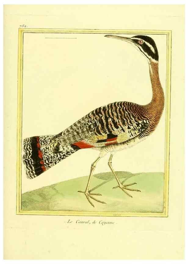 Reproducción/Reproduction 49640421432: Planches enluminées d'histoire naturelle. Paris? :s.n.,1765-1783?. 