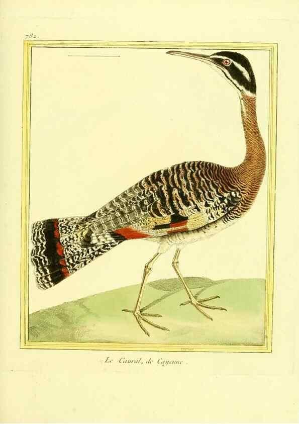 Reproducción/Reproduction 49640421432: Planches enluminées d'histoire naturelle. Paris? :s.n.,1765-1783?. 