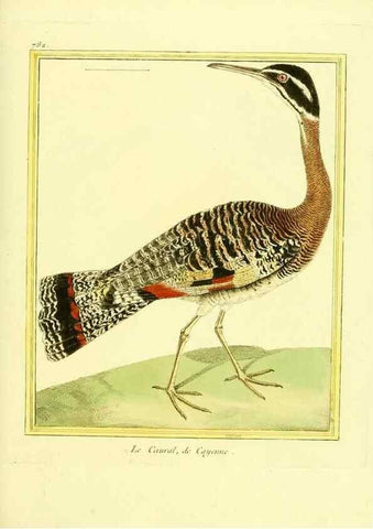 Reproducción/Reproduction 49640421432: Planches enluminées d'histoire naturelle. Paris? :s.n.,1765-1783?. 