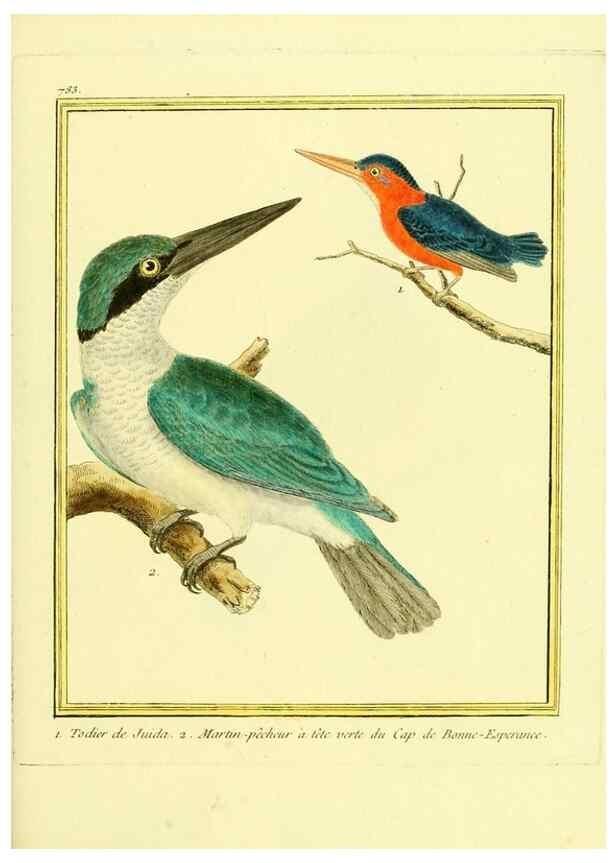 Reproducción/Reproduction 49639625493: Planches enluminées d'histoire naturelle. Paris? :s.n.,1765-1783?. 