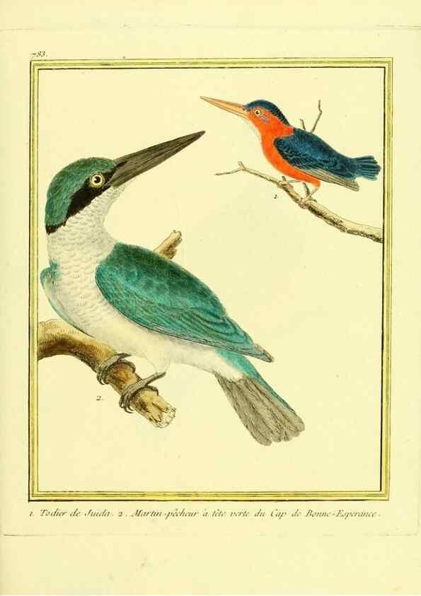 Reproducción/Reproduction 49639625493: Planches enluminées d'histoire naturelle. Paris? :s.n.,1765-1783?. 