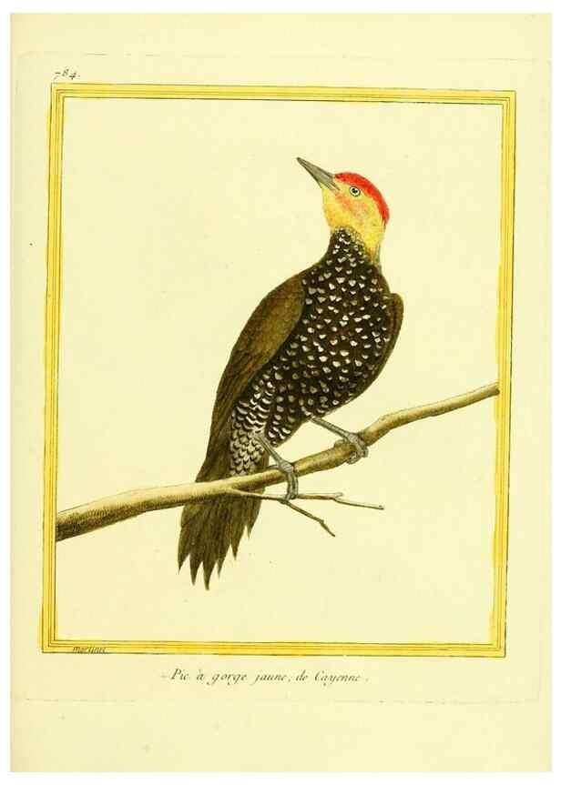 Reproducción/Reproduction 49640422082: Planches enluminées d'histoire naturelle. Paris? :s.n.,1765-1783?. 