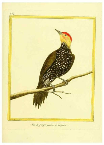 Reproducción/Reproduction 49640422082: Planches enluminées d'histoire naturelle. Paris? :s.n.,1765-1783?. 