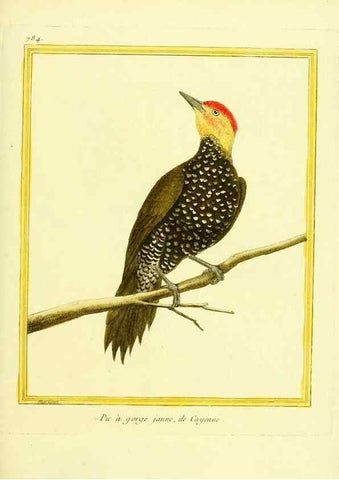 Reproducción/Reproduction 49640422082: Planches enluminées d'histoire naturelle. Paris? :s.n.,1765-1783?. 