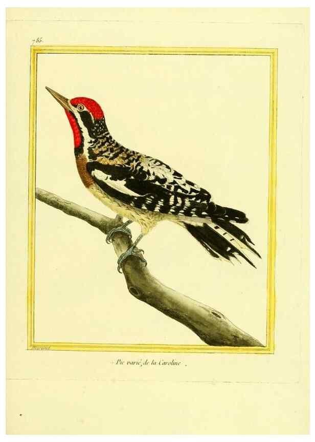 Reproducción/Reproduction 49640149611: Planches enluminées d'histoire naturelle. Paris? :s.n.,1765-1783?. 