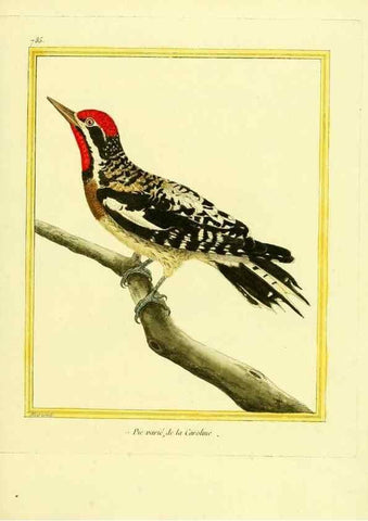 Reproducción/Reproduction 49640149611: Planches enluminées d'histoire naturelle. Paris? :s.n.,1765-1783?. 