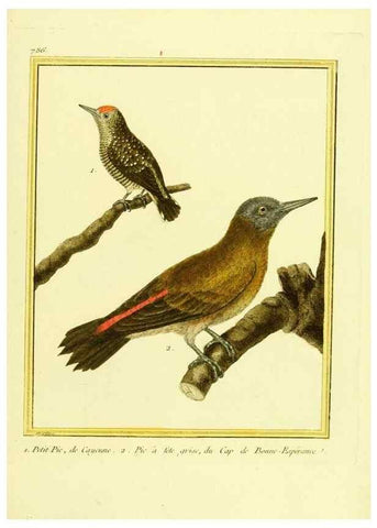 Reproducción/Reproduction 49640149951: Planches enluminées d'histoire naturelle. Paris? :s.n.,1765-1783?. 