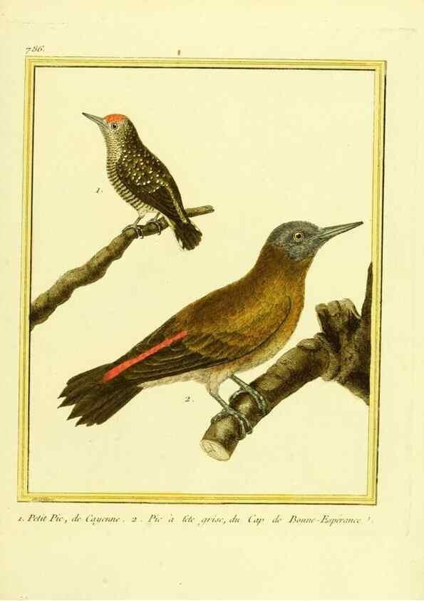 Reproducción/Reproduction 49640149951: Planches enluminées d'histoire naturelle. Paris? :s.n.,1765-1783?. 