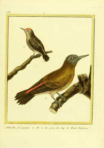 Reproducción/Reproduction 49640149951: Planches enluminées d'histoire naturelle. Paris? :s.n.,1765-1783?. 
