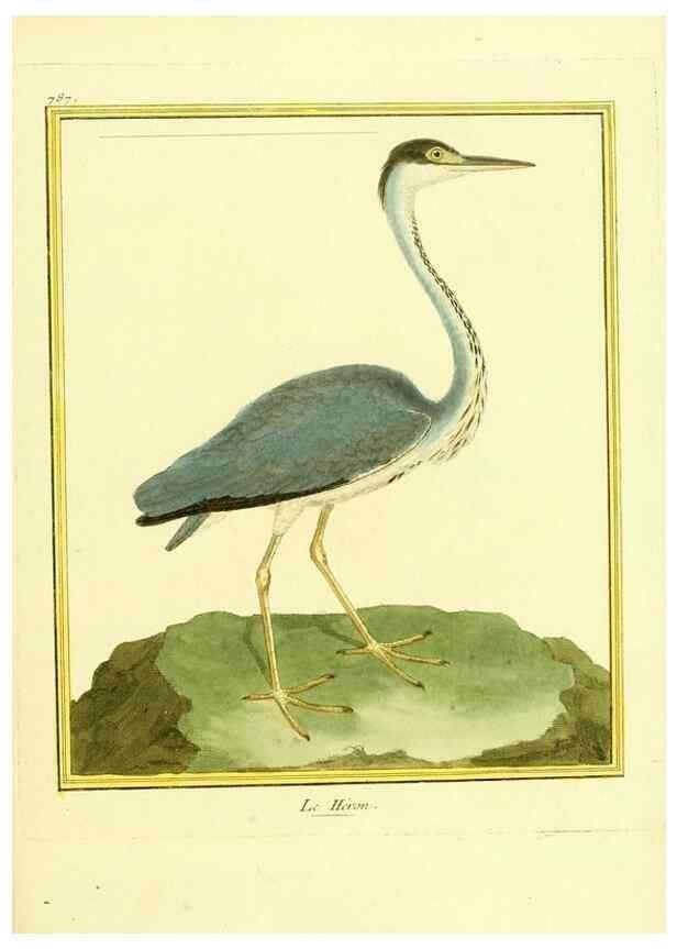 Reproducción/Reproduction 49640423092: Planches enluminées d'histoire naturelle. Paris? :s.n.,1765-1783?. 