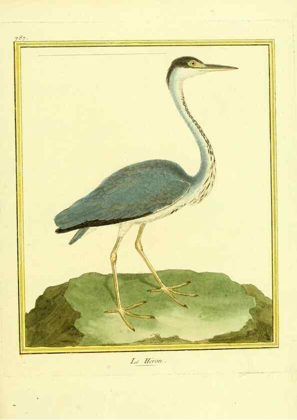 Reproducción/Reproduction 49640423092: Planches enluminées d'histoire naturelle. Paris? :s.n.,1765-1783?. 
