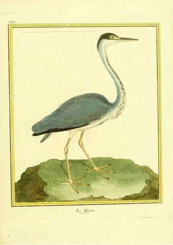 Reproducción/Reproduction 49640423092: Planches enluminées d'histoire naturelle. Paris? :s.n.,1765-1783?. 