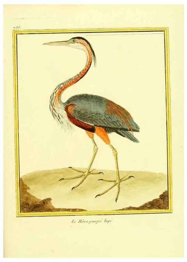Reproducción/Reproduction 49639627028: Planches enluminées d'histoire naturelle. Paris? :s.n.,1765-1783?. 