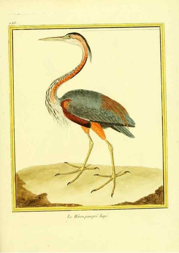 Reproducción/Reproduction 49639627028: Planches enluminées d'histoire naturelle. Paris? :s.n.,1765-1783?. 