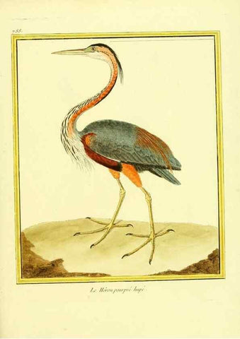 Reproducción/Reproduction 49639627028: Planches enluminées d'histoire naturelle. Paris? :s.n.,1765-1783?. 