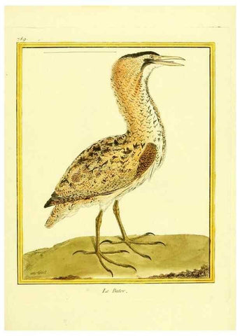 Reproducción/Reproduction 49640151026: Planches enluminées d'histoire naturelle. Paris? :s.n.,1765-1783?. 